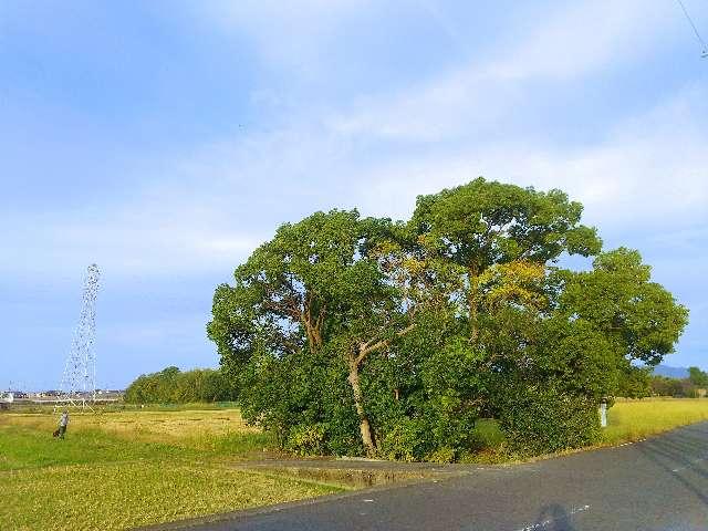奈良県橿原市地黄町 野神さん (橿原市地黄町)の写真2