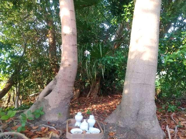 野神さん (橿原市地黄町)の参拝記録1