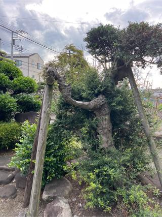 日之森神社（日の宮）の参拝記録(⛩️🐍🐢まめ🐢🐍⛩️さん)