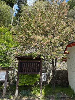 大黒天(金櫻神社)の参拝記録(オリーブさん)