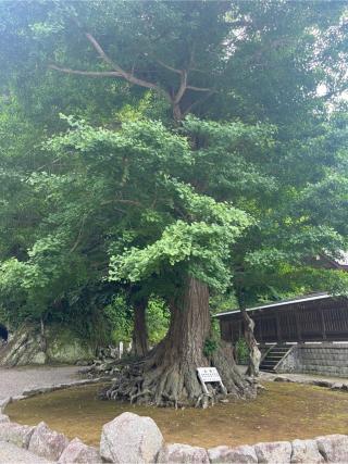 御仮屋 (安房神社内)の参拝記録(⛩️🐍🐢まめ🐢🐍⛩️さん)