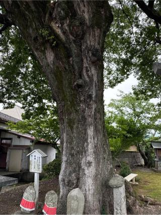 船盡比賣神社の参拝記録(⛩️🎠🐢まめ🐢🎠⛩️さん)