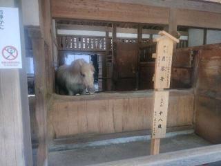 神馬舎(金刀比羅宮)の参拝記録(あっきーさん)