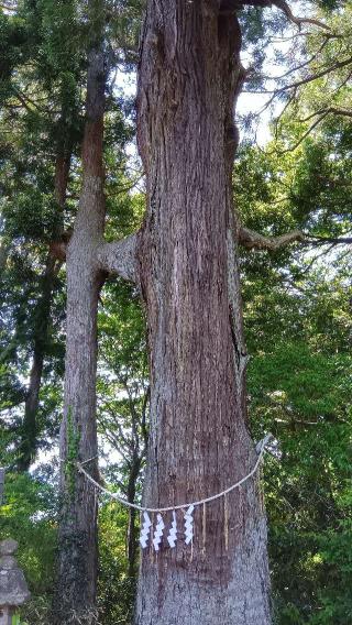 八幡・日吉・秋葉・愛宕・高舘神社(熊野那智神社境内社)の参拝記録(ひろ神社仏閣さん)
