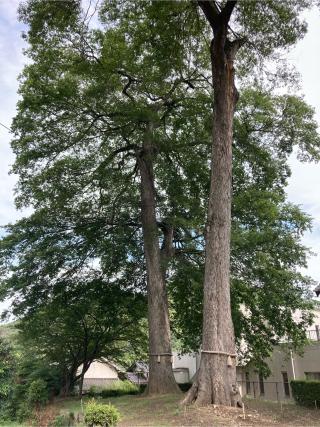 皇森神社(王太子宮)の参拝記録(くっくさん)