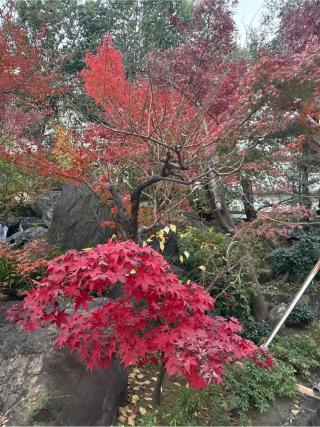 湯島天満宮 唐門の参拝記録(⛩️🐍🐢まめ🐢🐍⛩️さん)