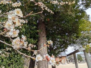 山神社（若松社　境内）の参拝記録(恭子さん)