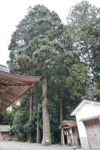 御崎神社(高岡神社 境内社)の参拝記録(Roseさん)