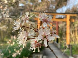 稲荷神社(平野神社境内社)の参拝記録(恭子さん)