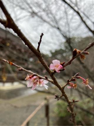 八幡社(平野神社)の参拝記録(恭子さん)