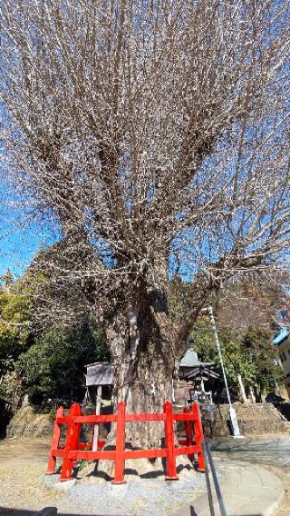 熊野神社の参拝記録(まっちゃんさん)