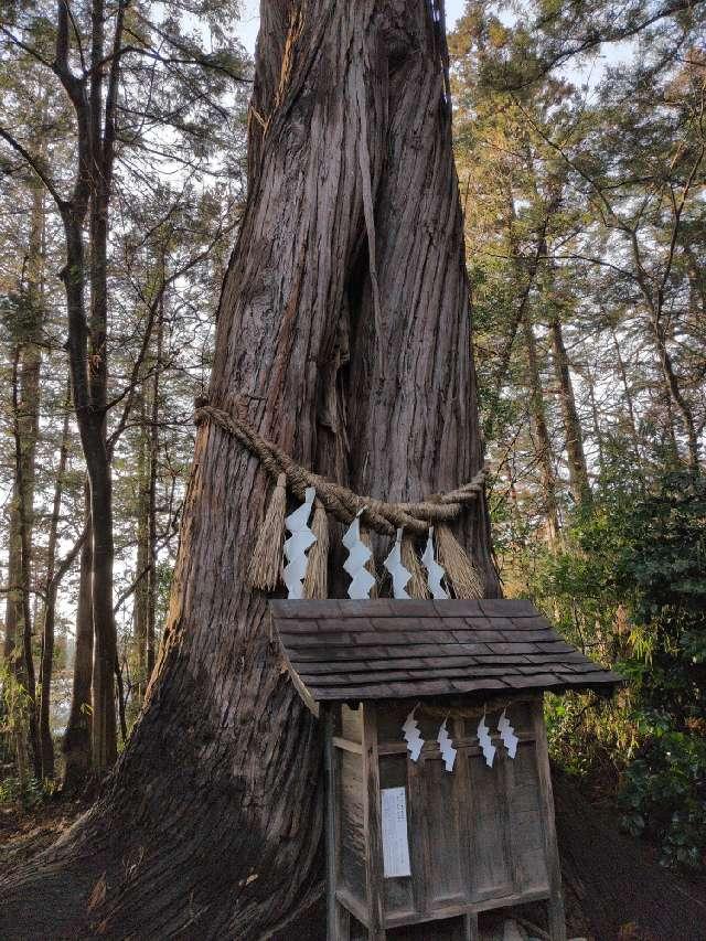 若木社の神木(鎮守府八幡宮境内)の参拝記録1