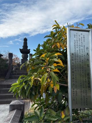 無量山 伝通院の参拝記録(ことよさん)