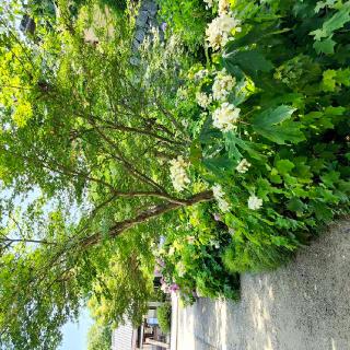 春日神社の参拝記録(みみみさん)