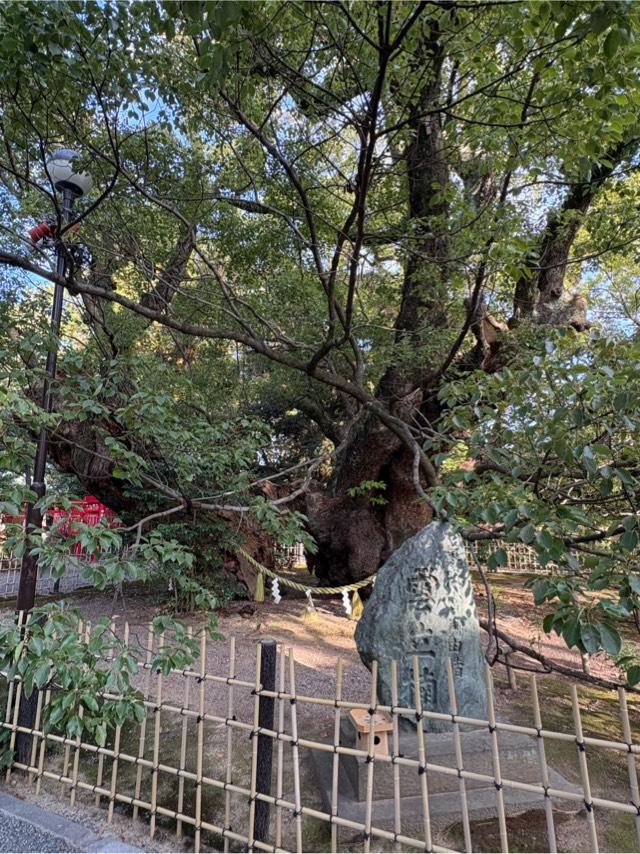雲立楠（浜松八幡宮御神木）の参拝記録5