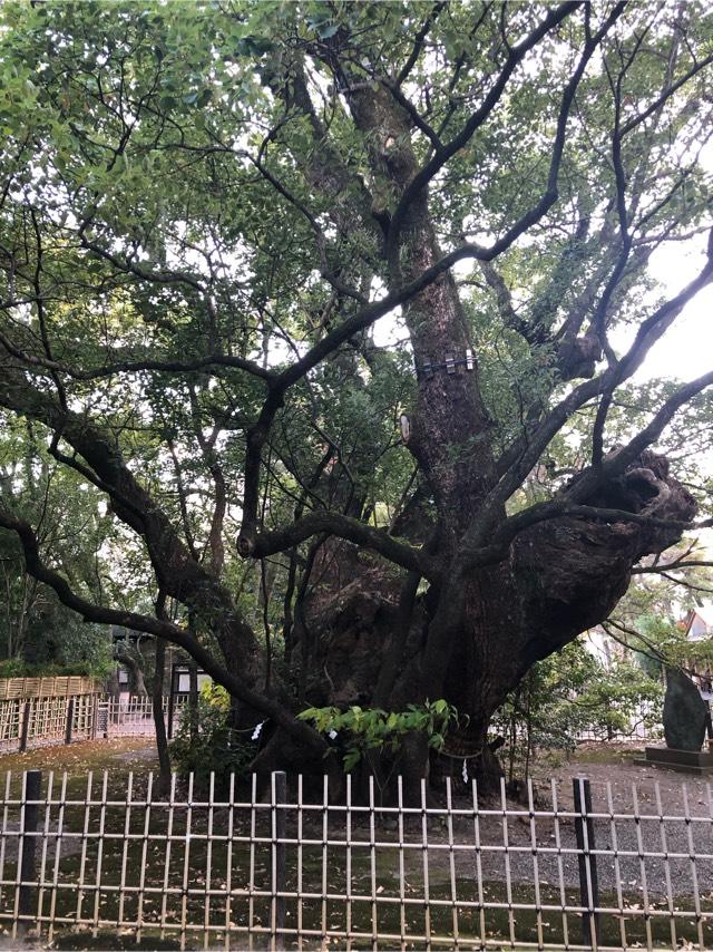 雲立楠（浜松八幡宮御神木）の参拝記録5