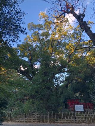 雲立楠（浜松八幡宮御神木）の参拝記録(たかさん)