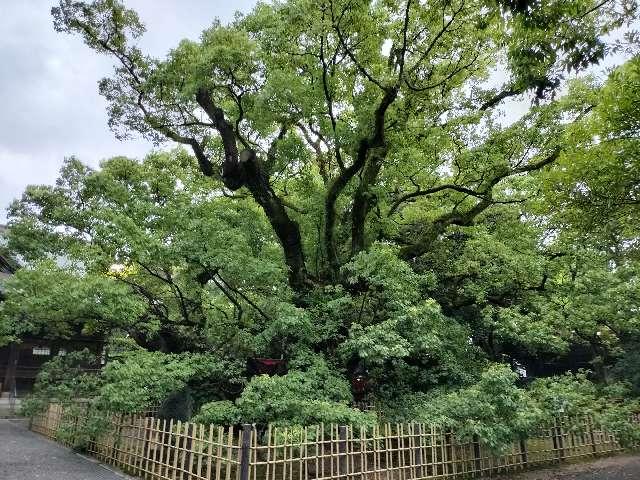 雲立楠（浜松八幡宮御神木）の参拝記録3