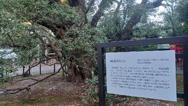 静岡県浜松市中央区八幡町2 雲立楠（浜松八幡宮御神木）の写真2