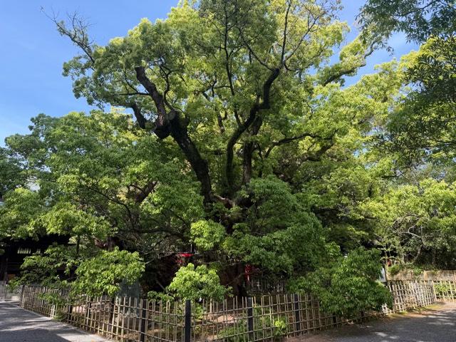 雲立楠（浜松八幡宮御神木）の参拝記録4
