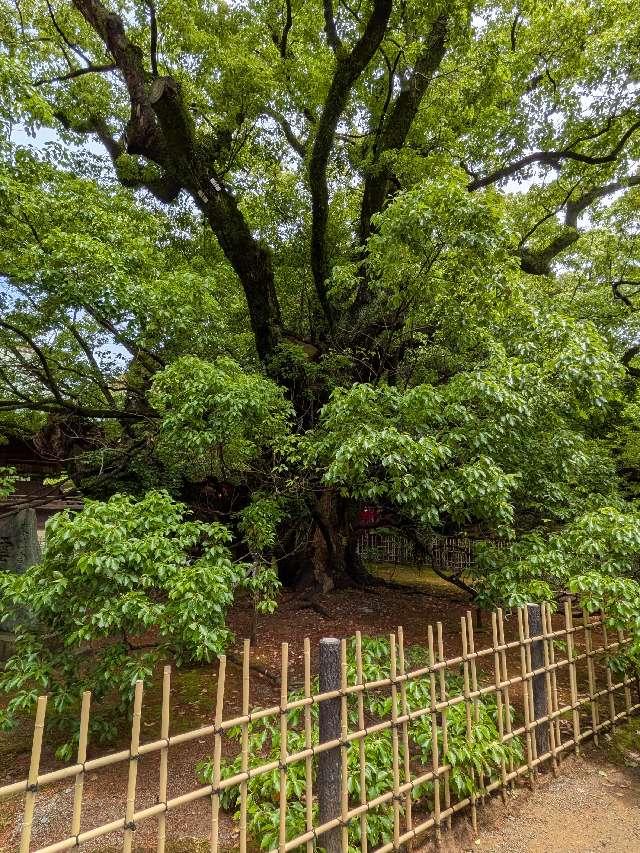 雲立楠（浜松八幡宮御神木）の参拝記録3