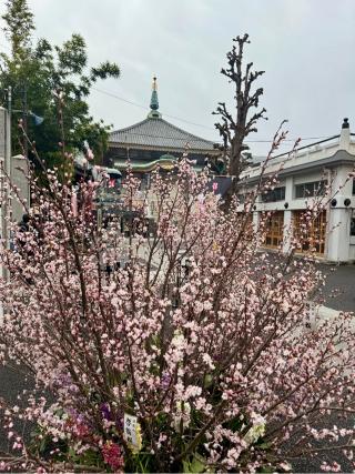 医王山  東光院 真性寺の参拝記録(きくりんさん)