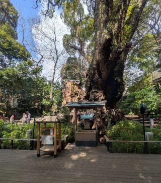来宮神社の参拝記録(バルちゃんさん)