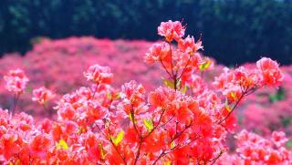 葛城天神社の参拝記録(布袋大国さん)