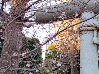 多摩野神社の参拝記録(miyumikoさん)