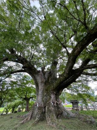 有無神社（蟻無神社）の参拝記録(KUMIKOさん)