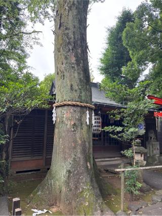 境内社(武蔵野八幡宮)の参拝記録(⛩️🎠🐢まめ🐢🎠⛩️さん)