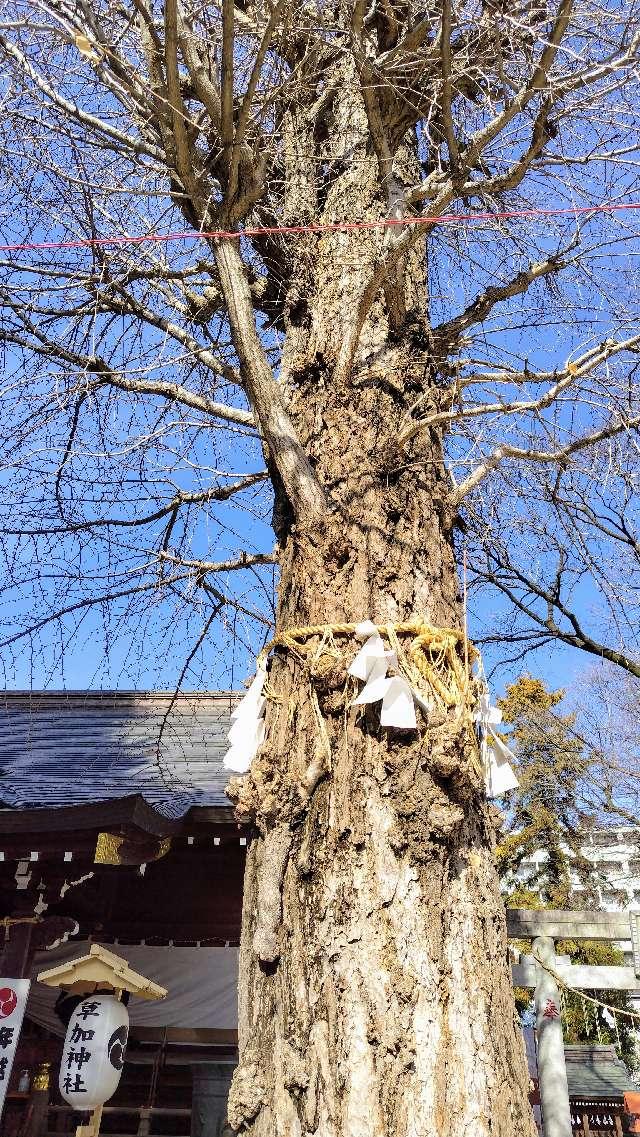 草加神社御神木の参拝記録2