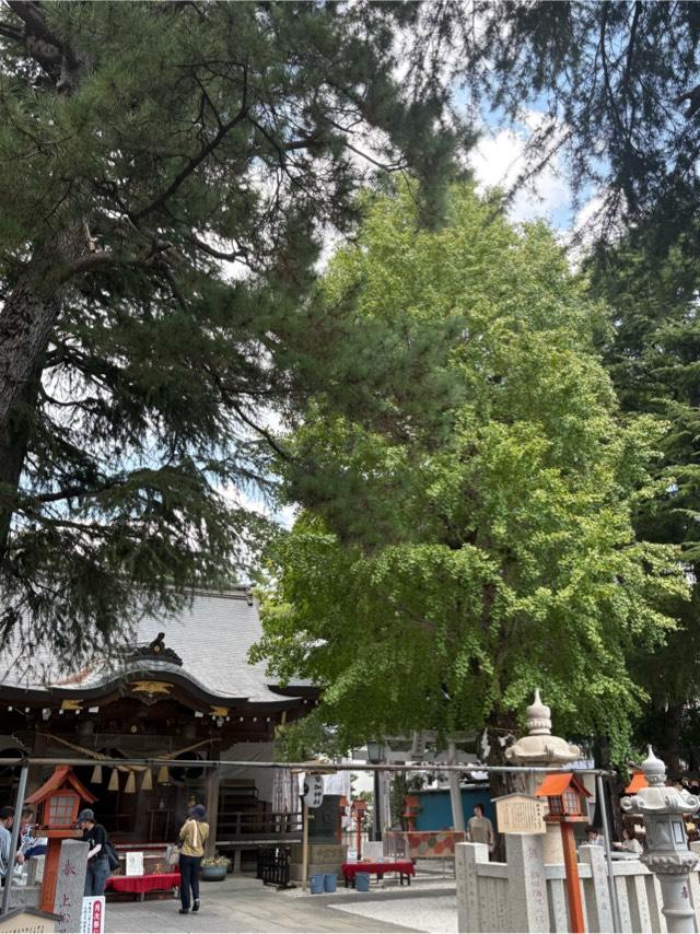 草加神社御神木の参拝記録1