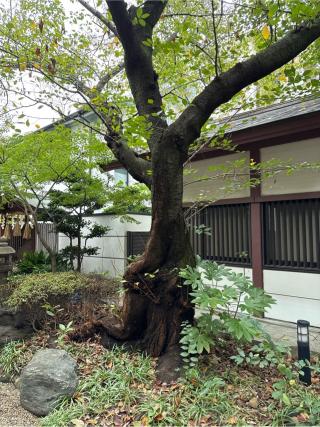松之木神社（御霊神社末社）の参拝記録(⛩️🐍🐢まめ🐢🐍⛩️さん)