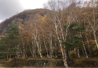 米子山神社の参拝記録(竜胆の花さん)