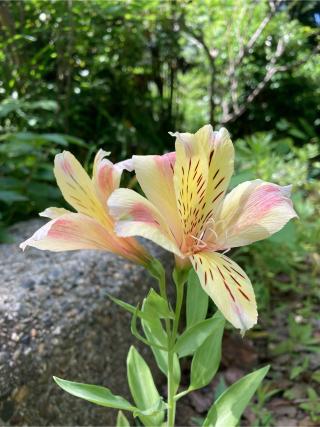 八開宮(玉鉾神社摂社)の参拝記録(恭子さん)