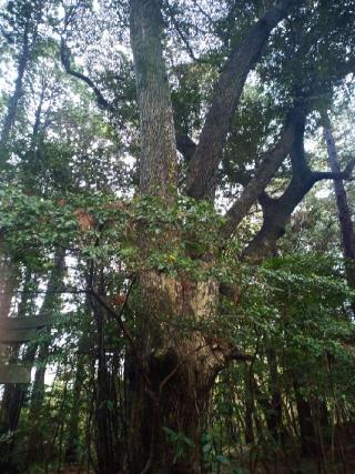 大権現社の参拝記録(Toneさん)