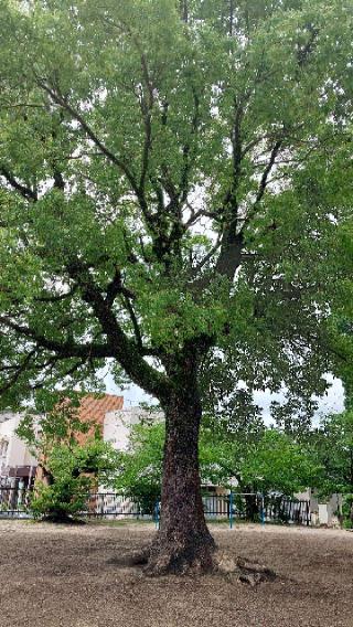上大利老松神社の参拝記録(るびーさん)