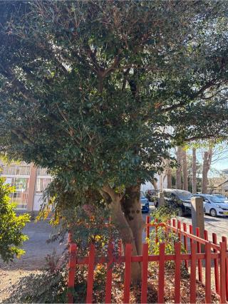 大杉神社（幸宮神社境内）の参拝記録(⛩️🎠🐢まめ🐢🎠⛩️さん)