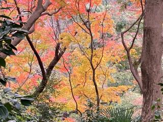 三女神社(石清水八幡宮境内)の参拝記録(恭子さん)