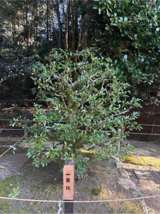 伊勢神宮遥拝所(上賀茂神社境内)の参拝記録(⛩️🐍🐢まめ🐢🐍⛩️さん)