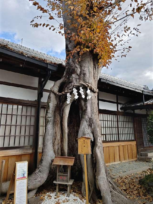 夫婦欅（三輪坐恵比須神社境内）の参拝記録1