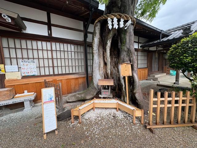 夫婦欅（三輪坐恵比須神社境内）の参拝記録2