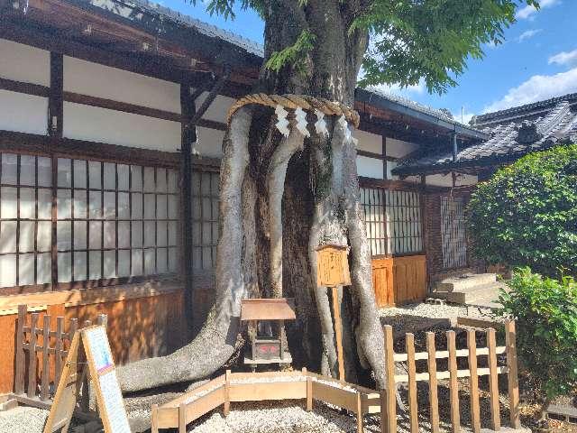 夫婦欅（三輪坐恵比須神社境内）の参拝記録2