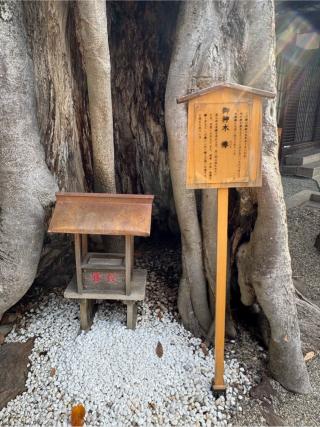 夫婦欅（三輪坐恵比須神社境内）の参拝記録(こーちんさん)
