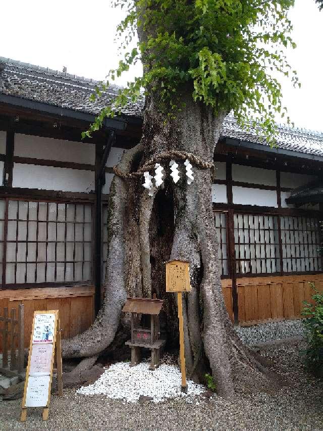 奈良県桜井市三輪375番地 夫婦欅（三輪坐恵比須神社境内）の写真1