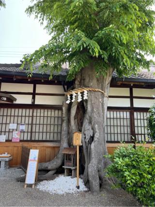 夫婦欅（三輪坐恵比須神社境内）の参拝記録(⛩️🐍🐢まめ🐢🐍⛩️さん)