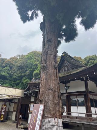 参集殿（大神神社境内）の参拝記録(⛩️🐍🐢まめ🐢🐍⛩️さん)
