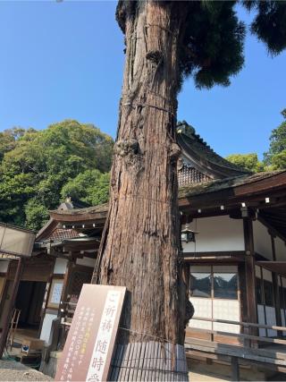 参集殿（大神神社境内）の参拝記録(⛩️🐍🐢まめ🐢🐍⛩️さん)