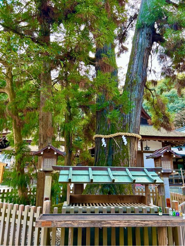 巳の神杉（大神神社境内）の参拝記録3